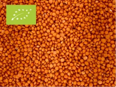 Linsen rot Bio